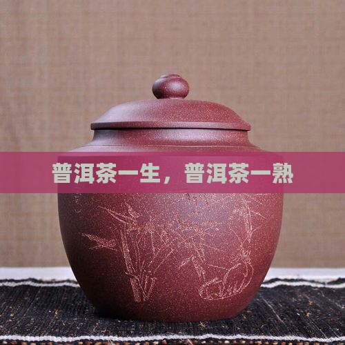云南茶叶普洱茶一生一熟