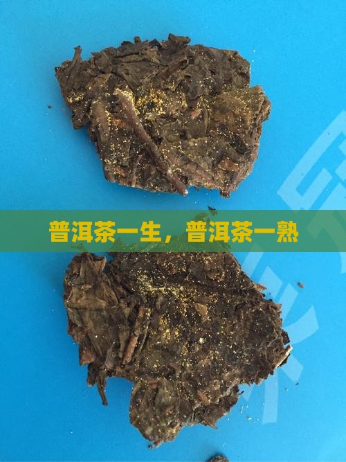 云南茶叶普洱茶一生一熟