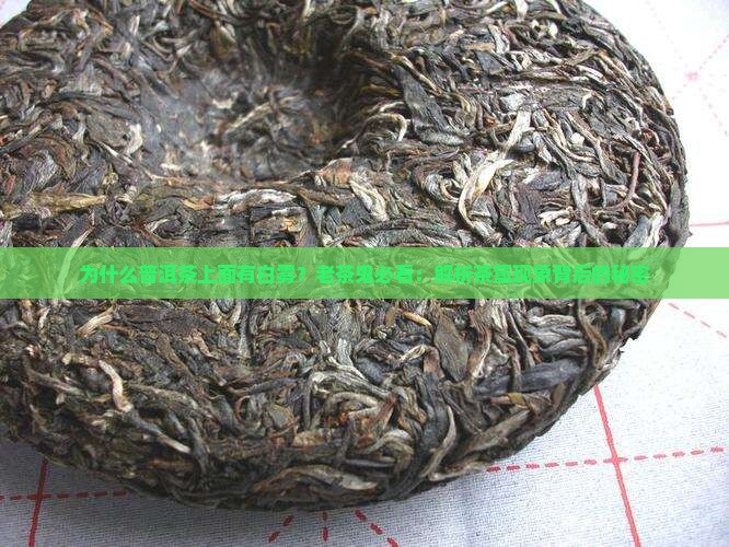 普洱茶上面的白雾 普洱茶上面的白雾