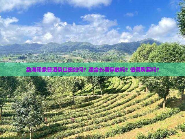 勐海印象普洱茶好不好