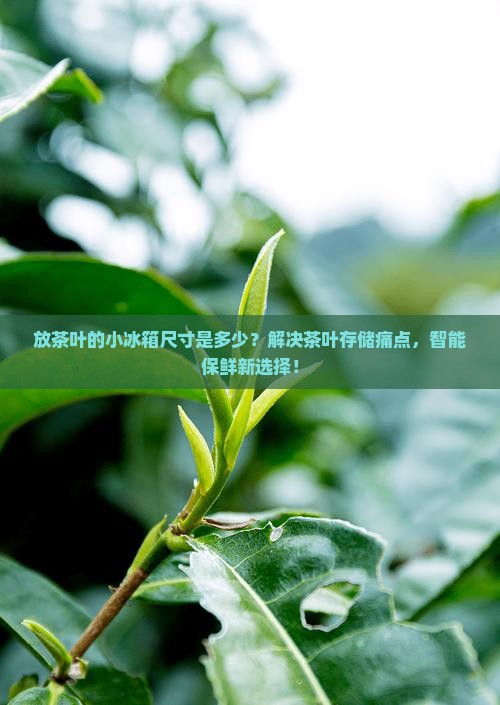 放茶叶的小冰箱尺寸