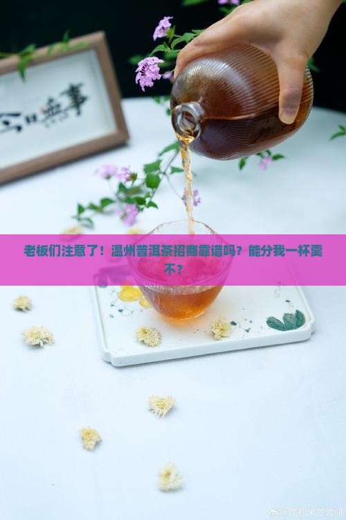 温州普洱茶招商