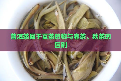 普洱茶属于夏茶的称