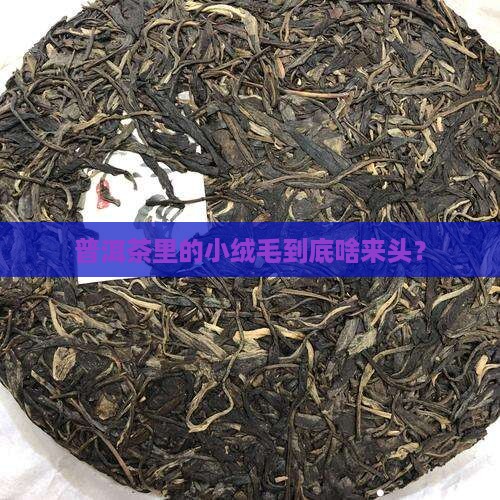 普洱茶里绒毛是什么
