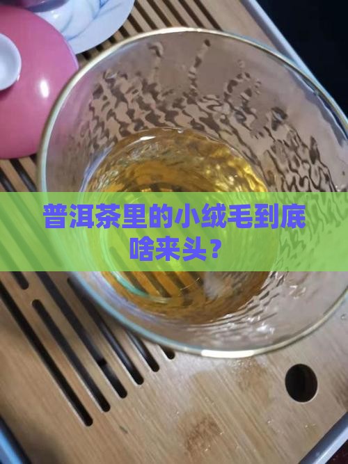 普洱茶里绒毛是什么