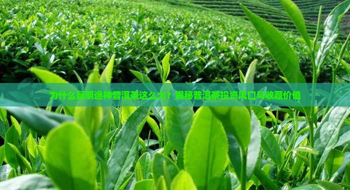 昆明逸神普洱茶