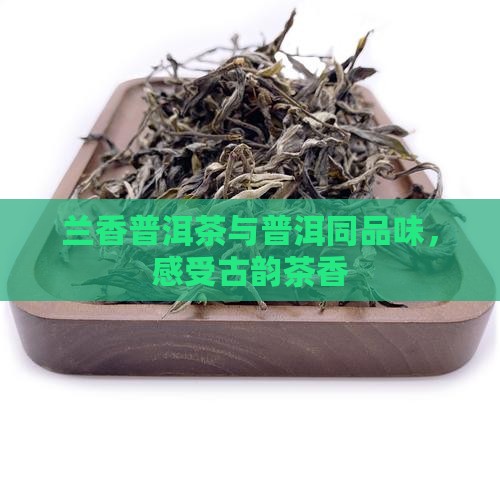 古韵兰香普洱茶效果