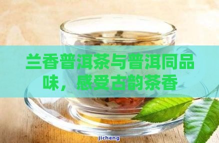 古韵兰香普洱茶效果