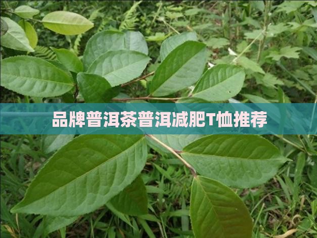 减肥普洱茶品牌t恤推荐