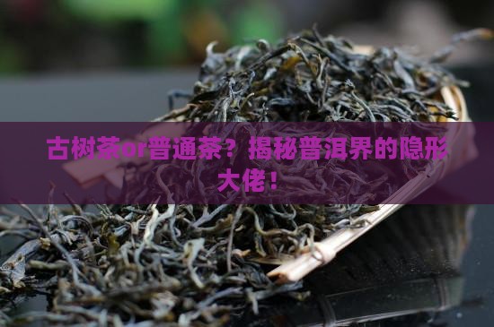 怎么分辨普洱茶古树茶