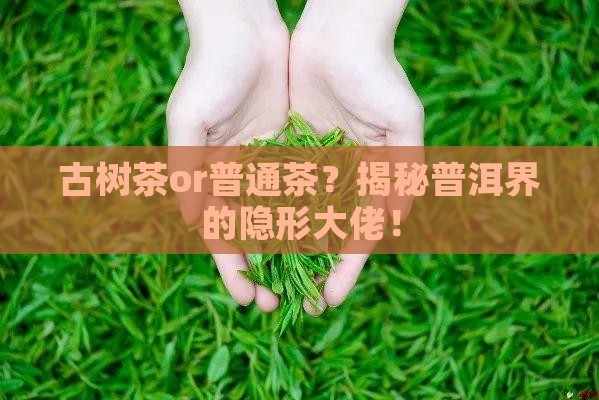 怎么分辨普洱茶古树茶