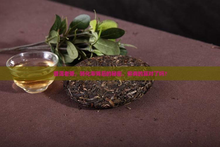 普洱茶老茶转化率怎么算