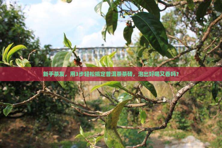 普洱茶茶砖怎么泡