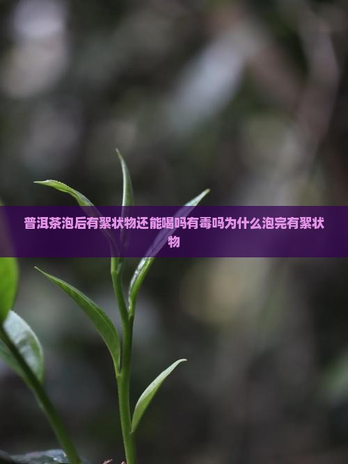 普洱茶泡后有絮状物还能喝吗