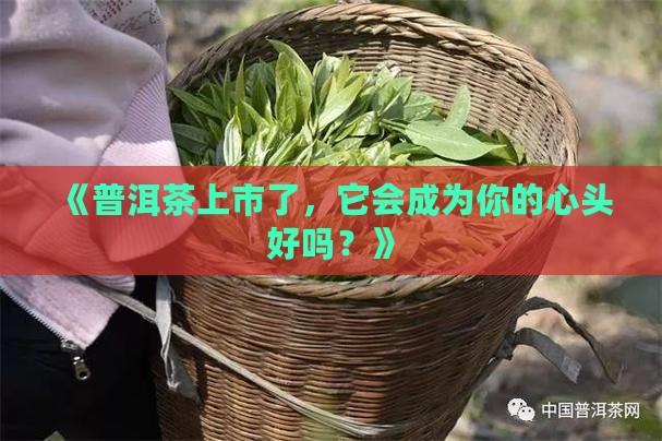 普洱茶上市特点