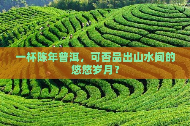 山水陈年普洱茶