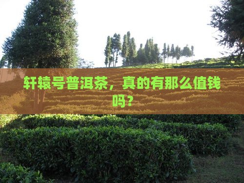 轩辕号普洱茶值钱吗