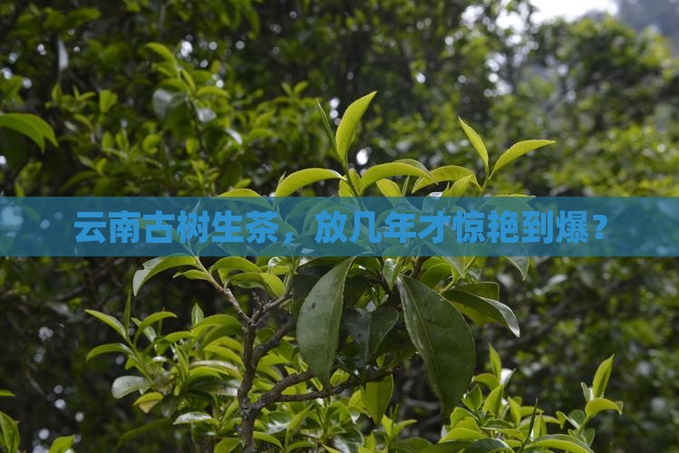 云南古树生茶放几年好