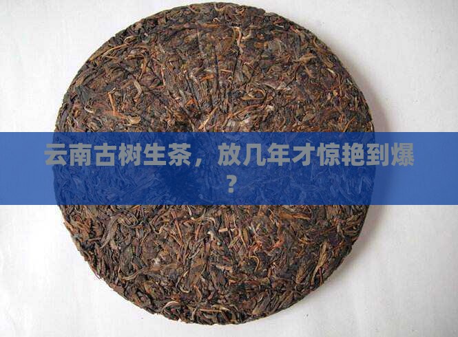 云南古树生茶放几年好