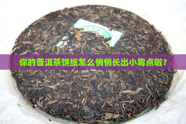 包普洱茶饼的纸长霉
