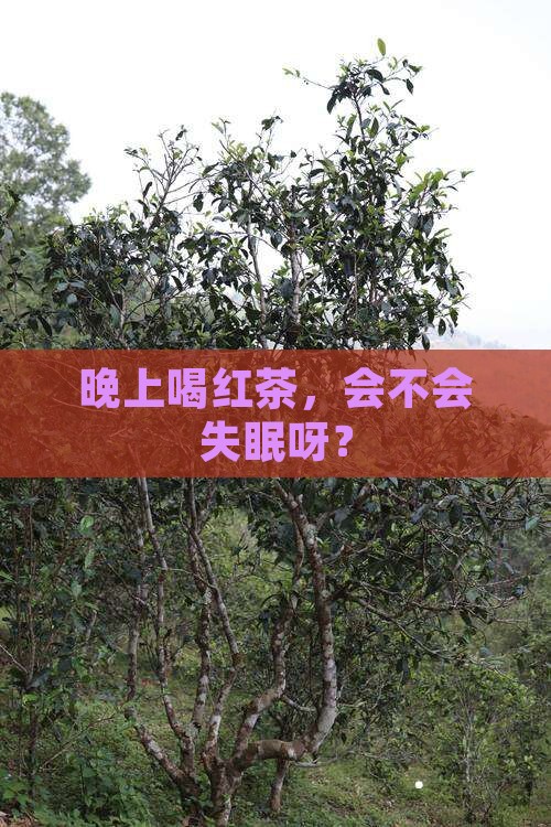 晚上能喝红茶水吗