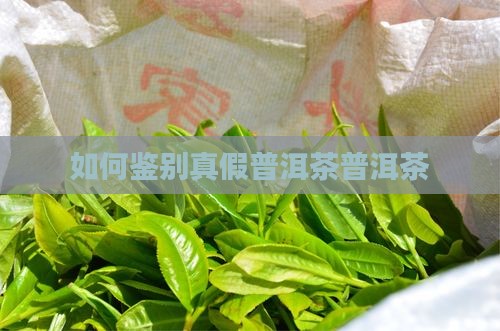 如何分辨真假正品普洱茶