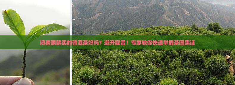 闭着眼睛买的普洱茶好吗
