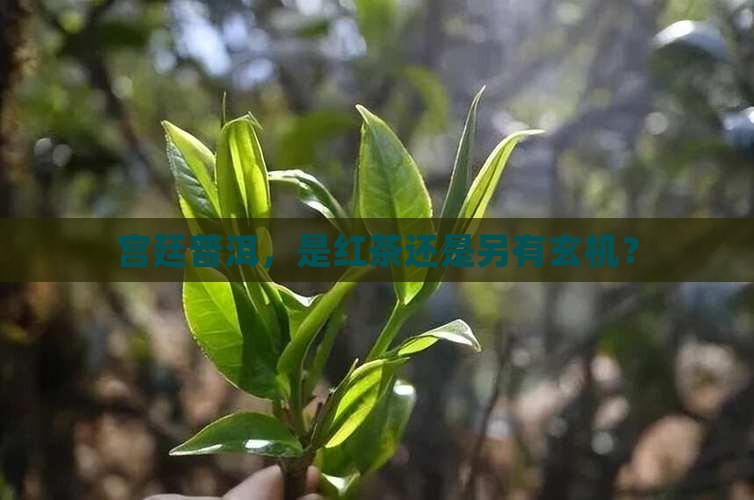 宫廷普洱茶红茶吗