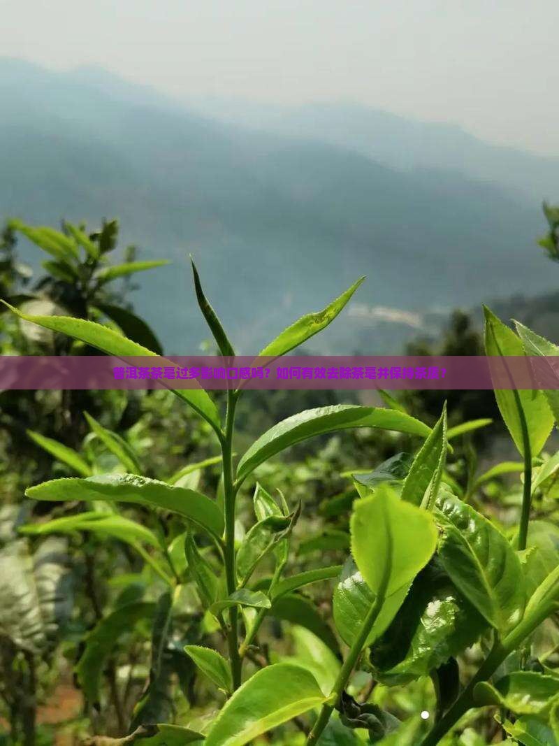 普洱茶如何去茶毫