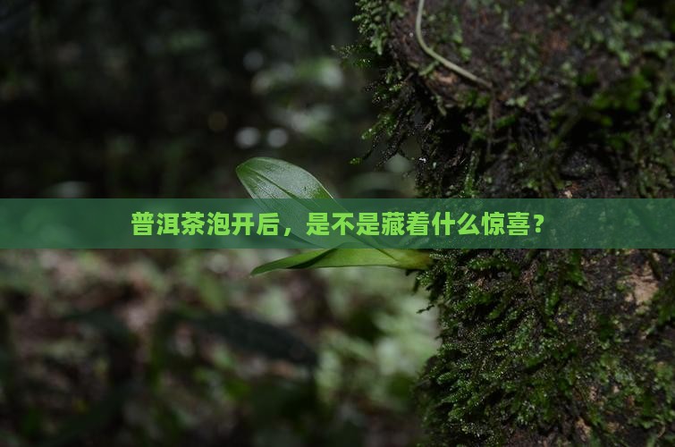 普洱茶冲泡后的表现