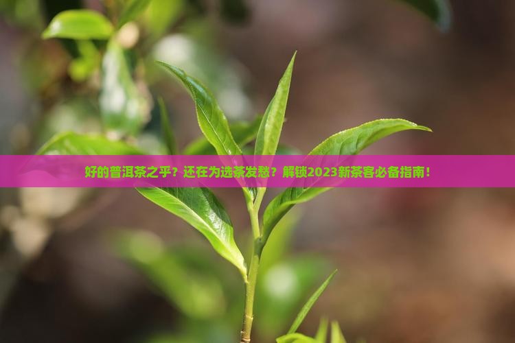 好的普洱茶之乎