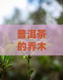 普洱茶的乔木该怎么决定
