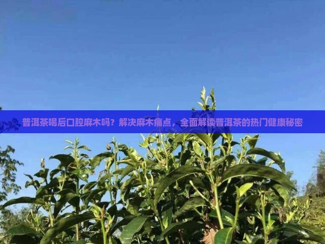 普洱茶喝后口腔麻木吗怎么回事