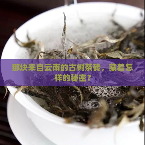 古树茶砖云南普洱茶