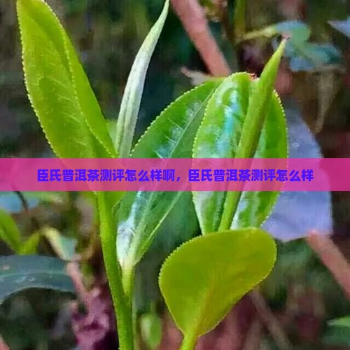 臣氏普洱茶测评怎么样