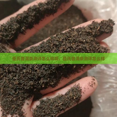 臣氏普洱茶测评怎么样