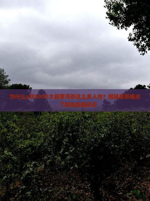 a字2000大益普洱茶