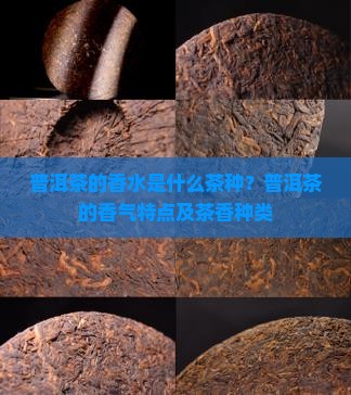 普洱茶的香水是什么茶种