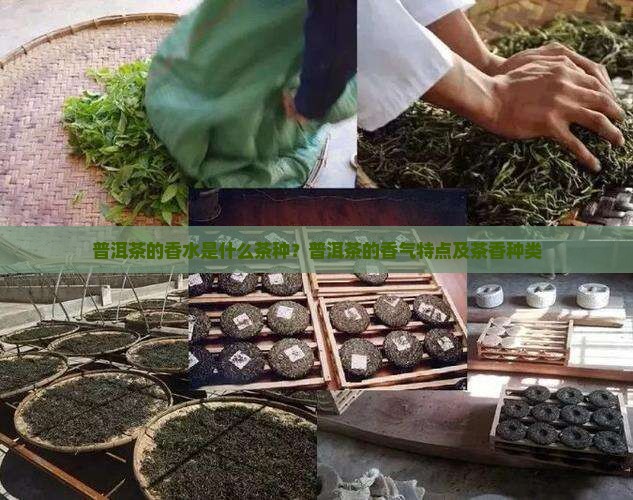 普洱茶的香水是什么茶种