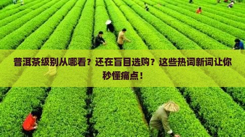 普洱茶级别从哪看