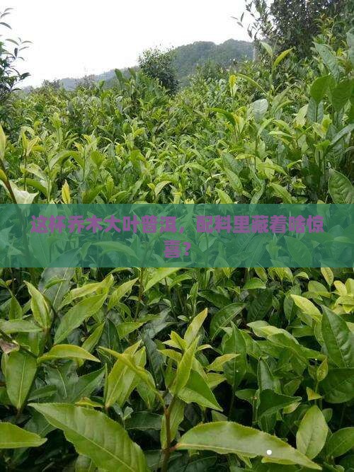 乔木大叶普洱茶配料