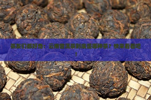 云南普洱茶属于什么类型茶