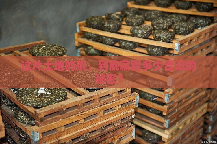 哪些地区的茶属于普洱茶