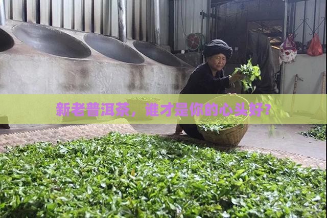 新老普洱茶营养