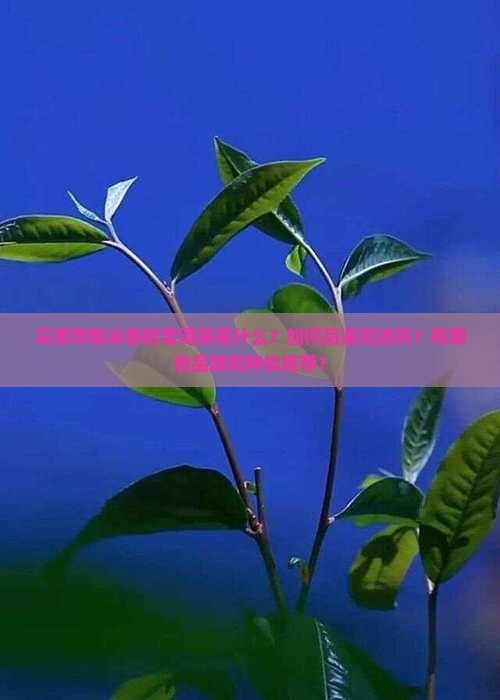 云南带糯米香的普洱茶
