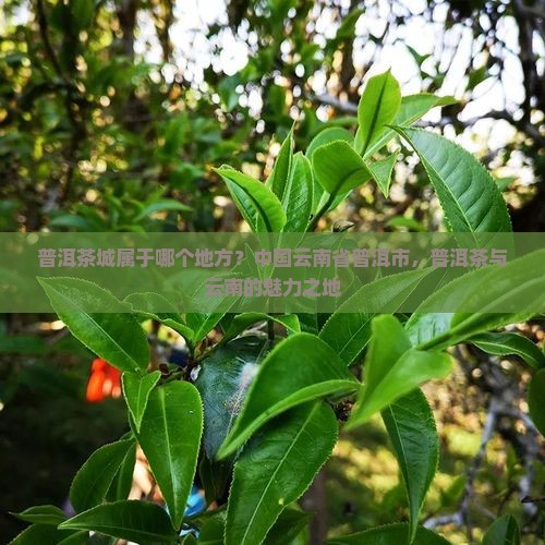 普洱茶城属于哪个地方