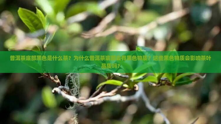 普洱茶底部黑色是什么茶