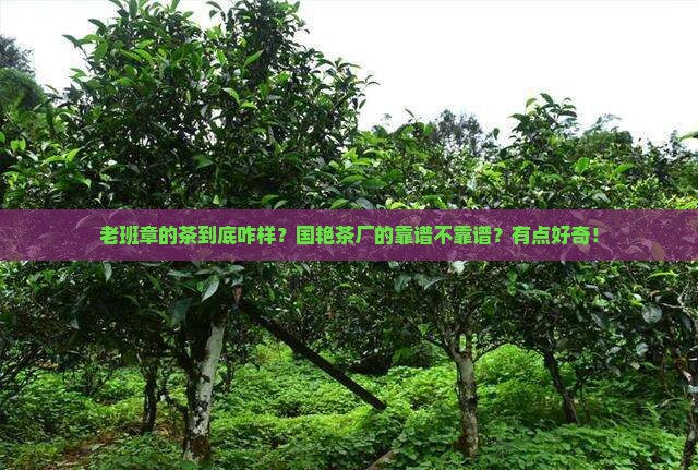 国艳茶厂的老班章好吗