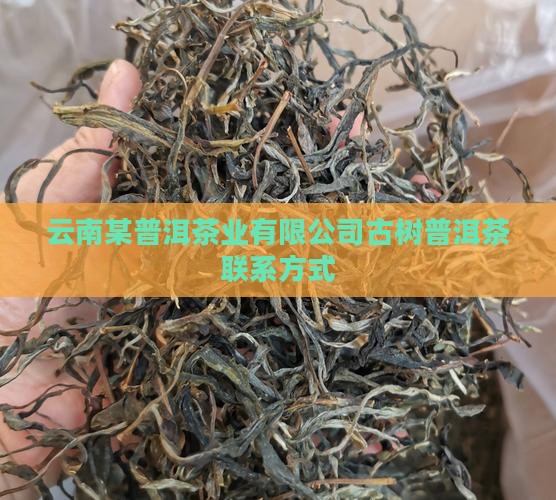 哪里有古树普洱茶联系方式