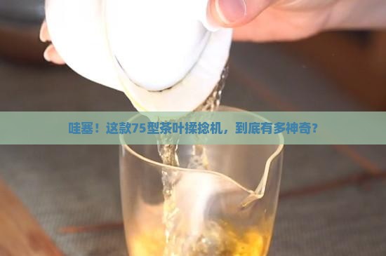 茶叶揉捻机75型